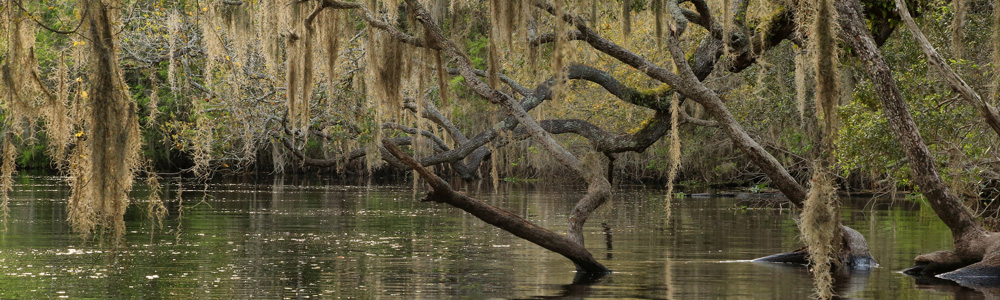 Hillsborough River, Temple Terrace, Florida: Photo by Alan Cressler, USGS