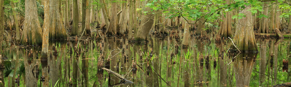 Hillsborough River Swamp, Hillsborough Wilderness Preserve, Hillsborough County, Florida: Photo by Alan Cressler, USGS